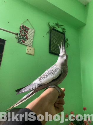 ২ জোড়া ককাটেল। ৩টি টেম